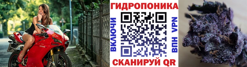 Виды наркотиков купить Талица Псилоцибиновые грибы Бошки Шишки OMG зеркало МЕФ Гашиш APVP Экстази